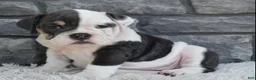 Beabull dogs for sale: Bella  - Ad 5