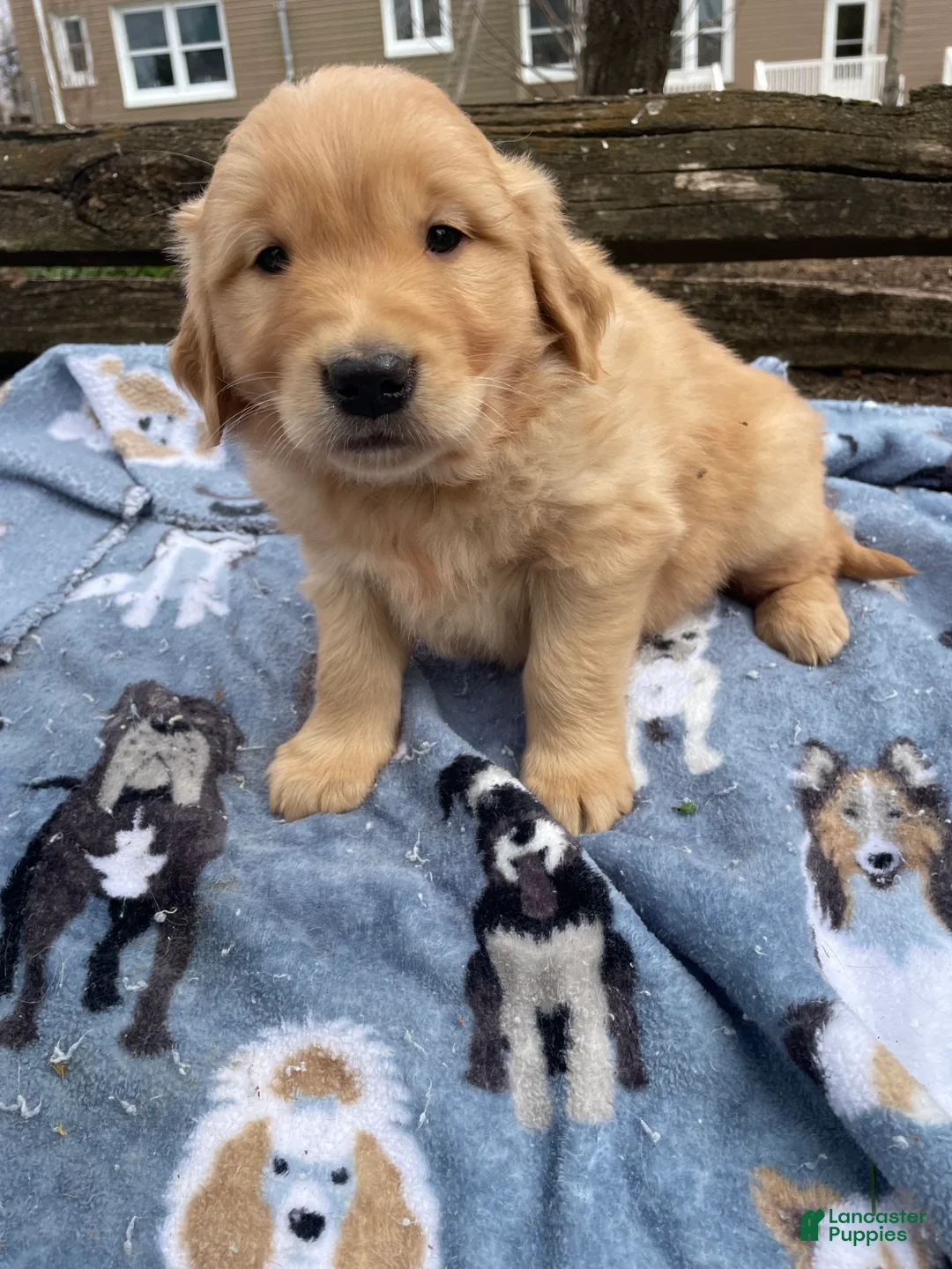 Golden Retriever dogs for sale: Penny - Ad 4