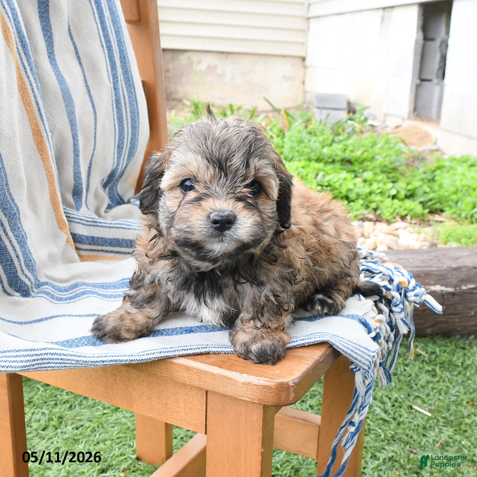Maltipoo dogs Sonya - Ad 2