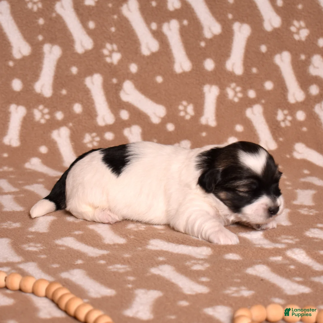 Coton De Tulear dogs for sale: Bandit - Ad 2