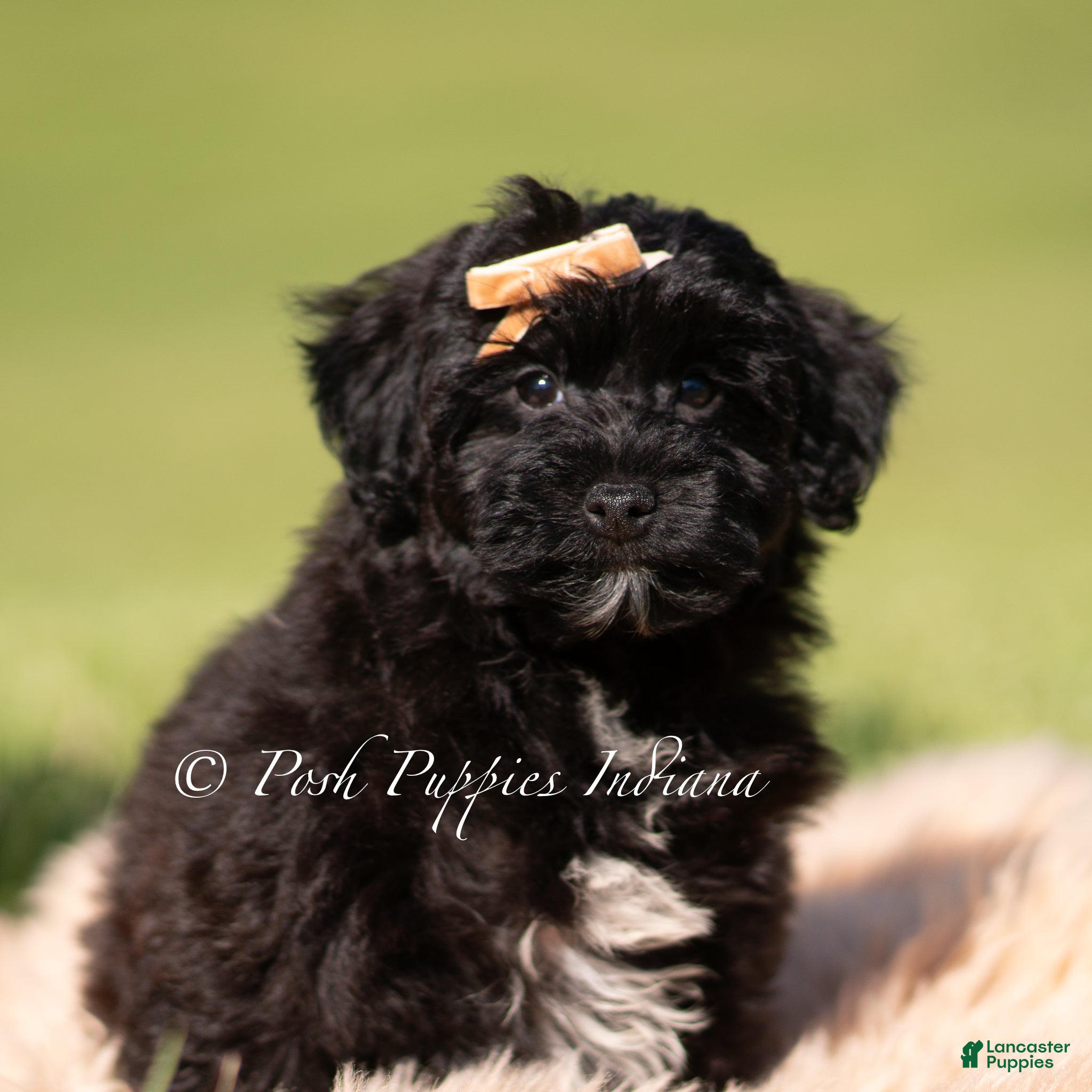 Yorkiepoo dogs Pixel - Ad 13
