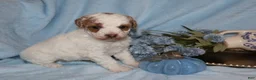 Mini Goldendoodle dogs for sale: Mini Goldendoodle 1 - Ad 5