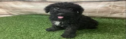 Kerry Blue Terrier dogs for sale: Zeke - Ad 6