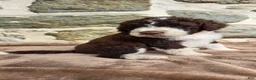 Portuguese Water Dog dogs for sale: Elizabeth - Ad 12