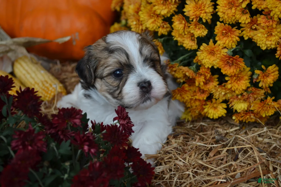 Malshi dogs for sale: Scotty - Ad 1