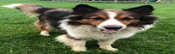 Shetland Sheepdog dogs for sale: Shania - Ad 4