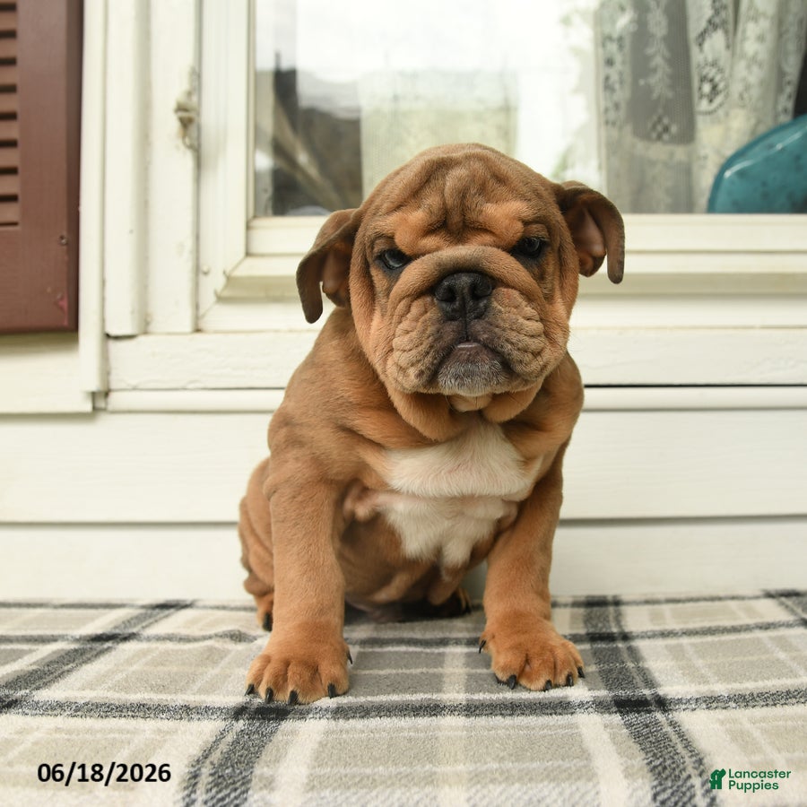 English Bulldog dogs Lincoln  - Ad 2