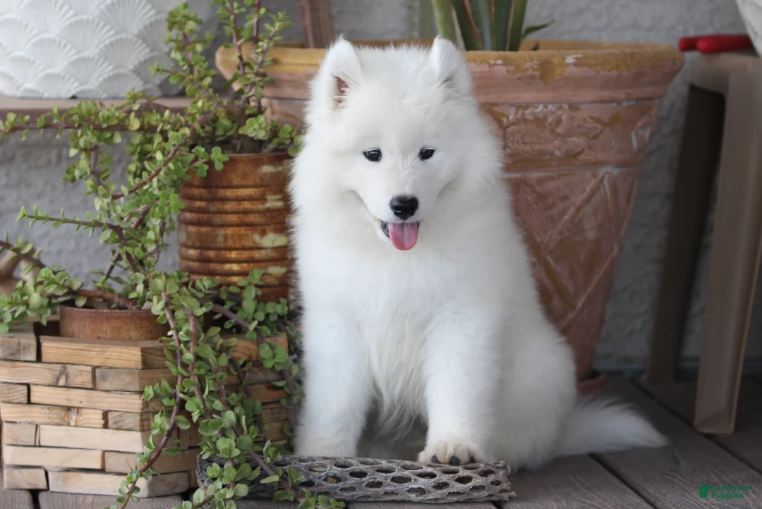 Samoyed dogs for sale: Alpine - Ad 1