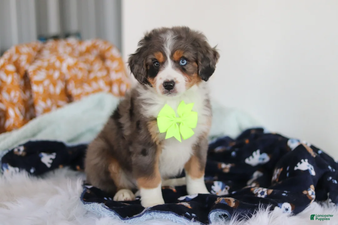 Mini Bernedoodle dogs for sale: Apollo - Ad 1