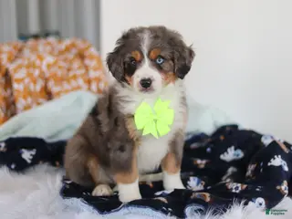 Mini Bernedoodle dogs for sale: Apollo - Ad 3