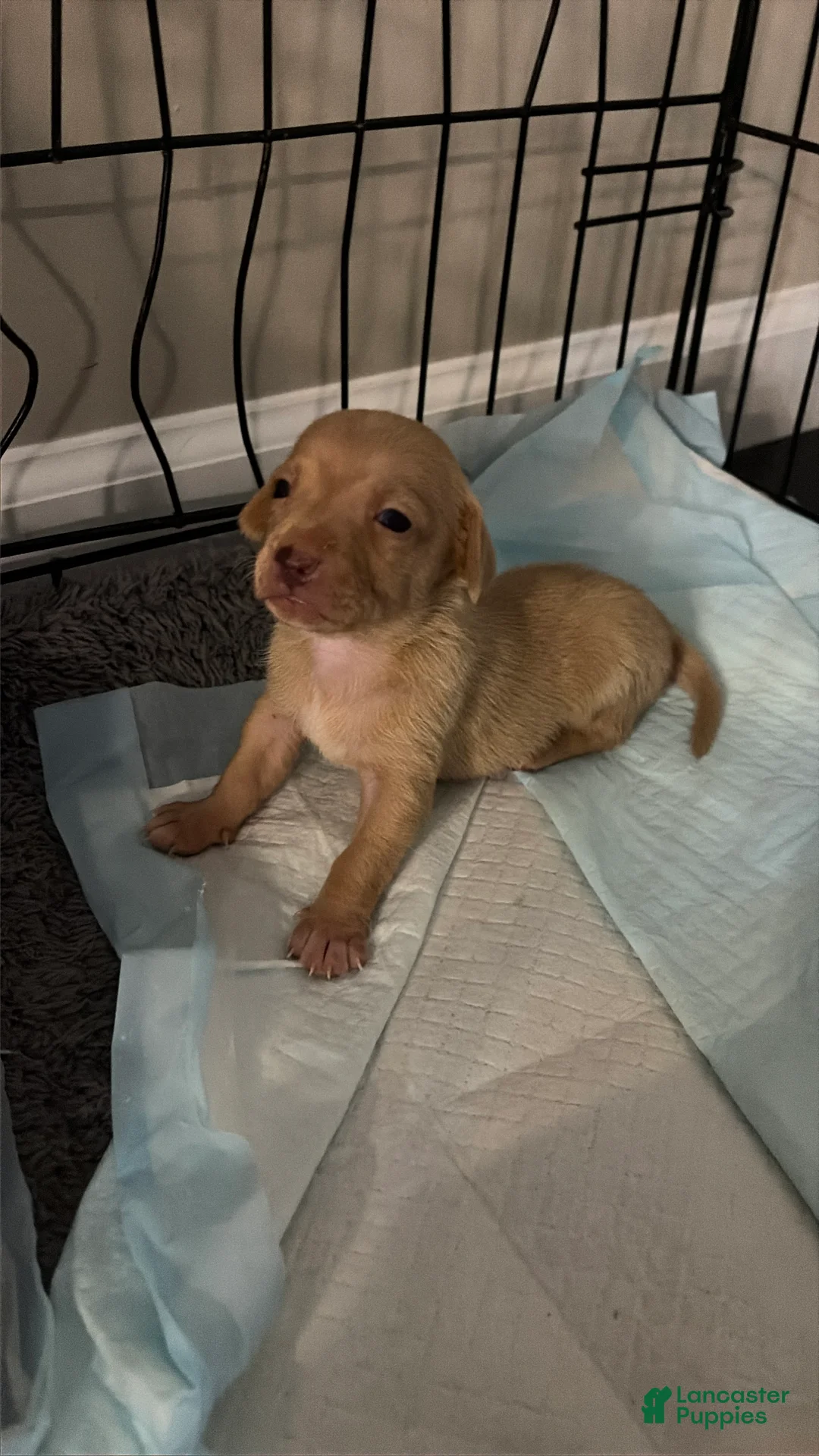 Chiweenie dogs for sale: Carmel - Ad 2