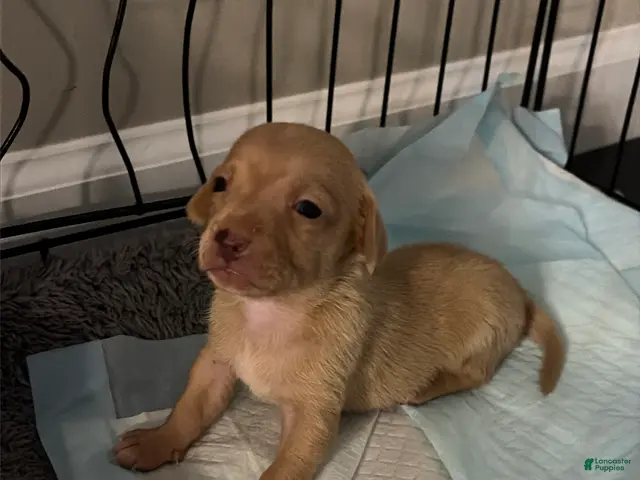 Chiweenie dogs for sale: Carmel - Ad 2