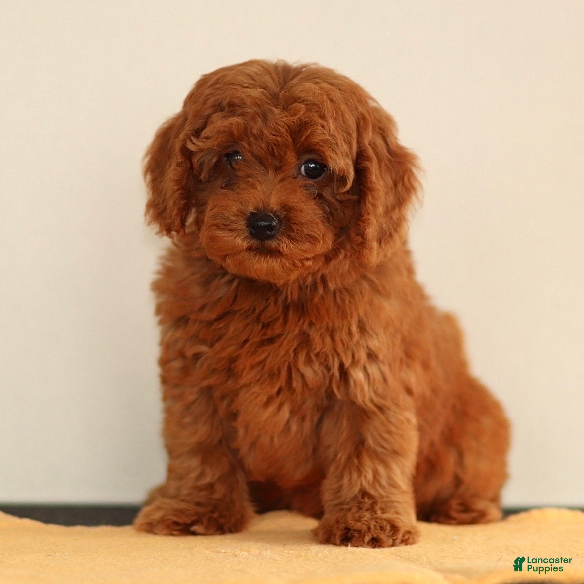 Miniature Poodle dogs Maggie - Ad 2