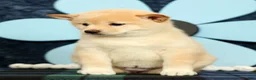 Shiba Inu dogs for sale: Katie - Ad 5
