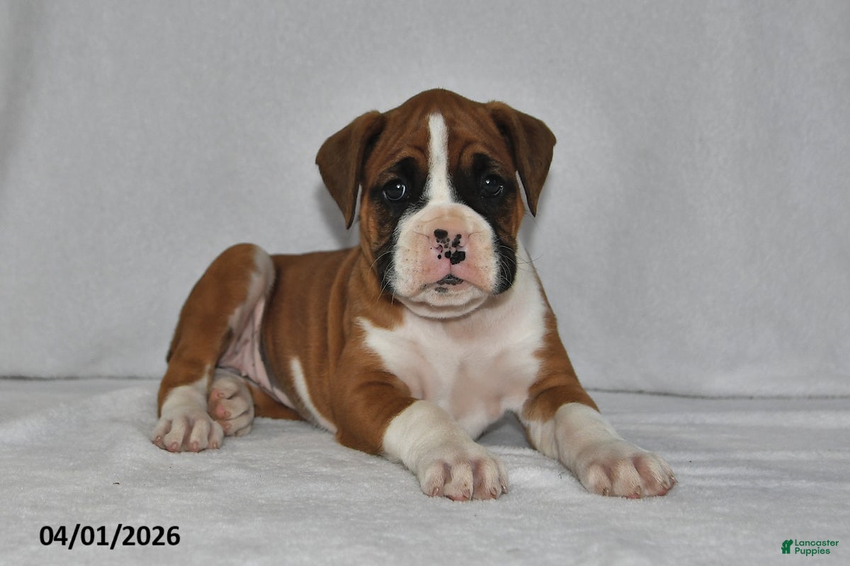 Boxer dogs Mia - Ad 2