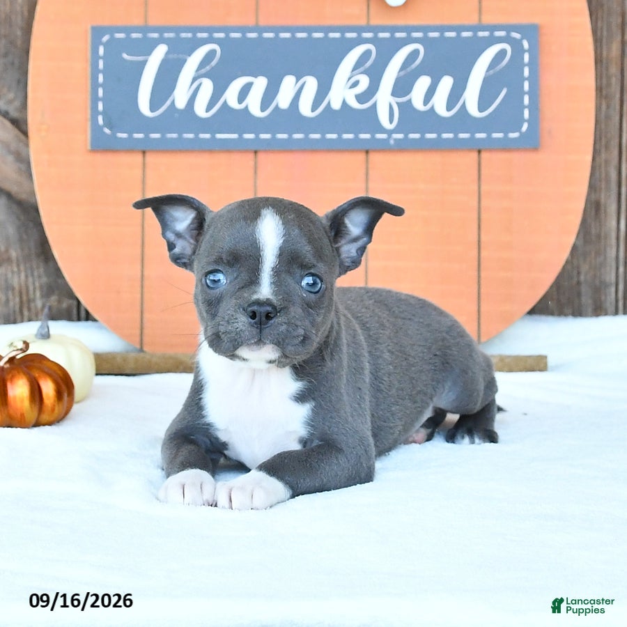 Boston Terrier dogs Amber - Ad 1