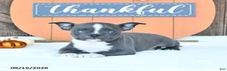 Boston Terrier dogs for sale: Amber - Ad 1