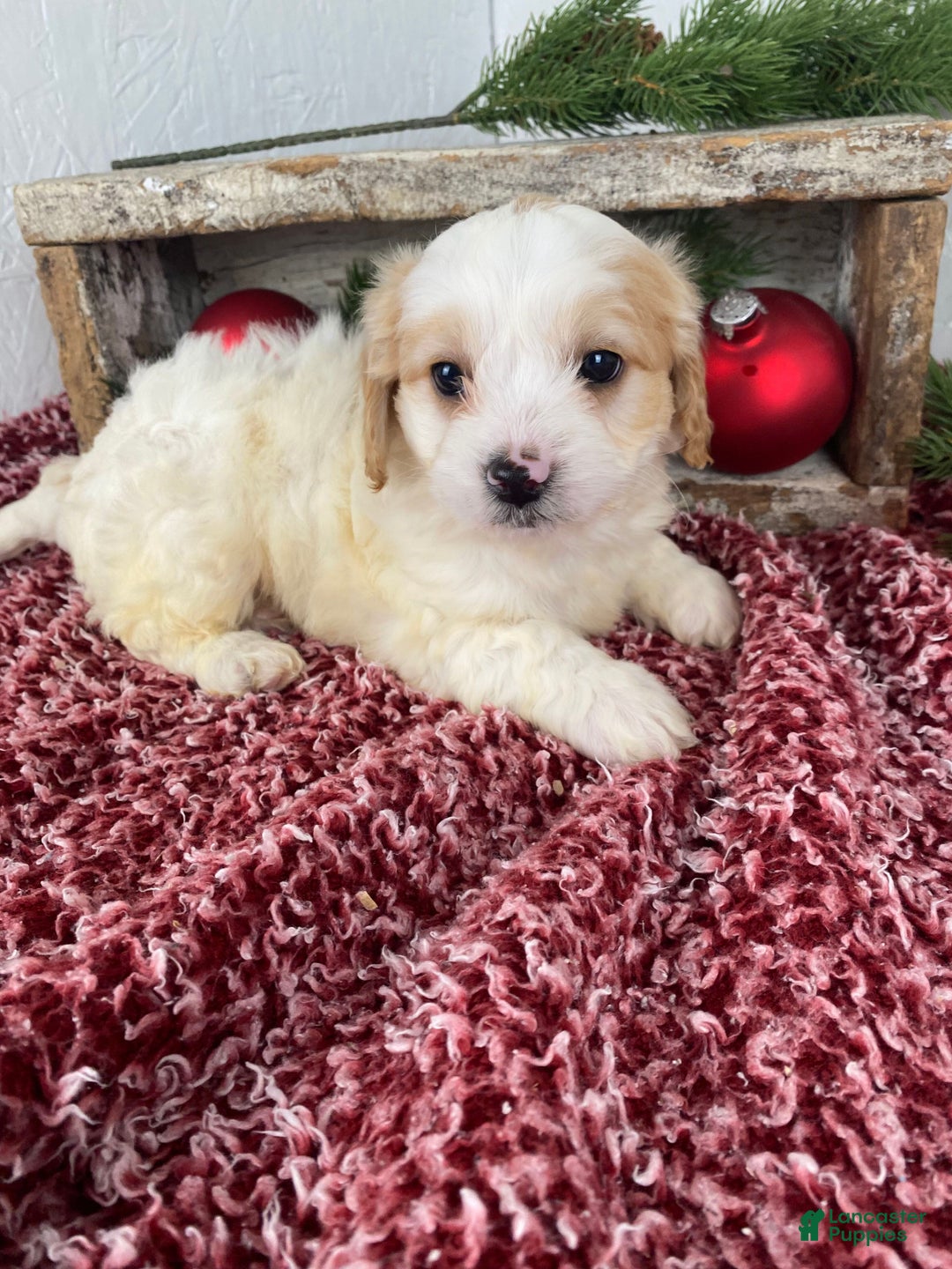 Cockapoo dogs for sale: Ace - Ad 14