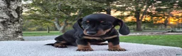Miniature Dachshund dogs for sale: Peanut  - Ad 8