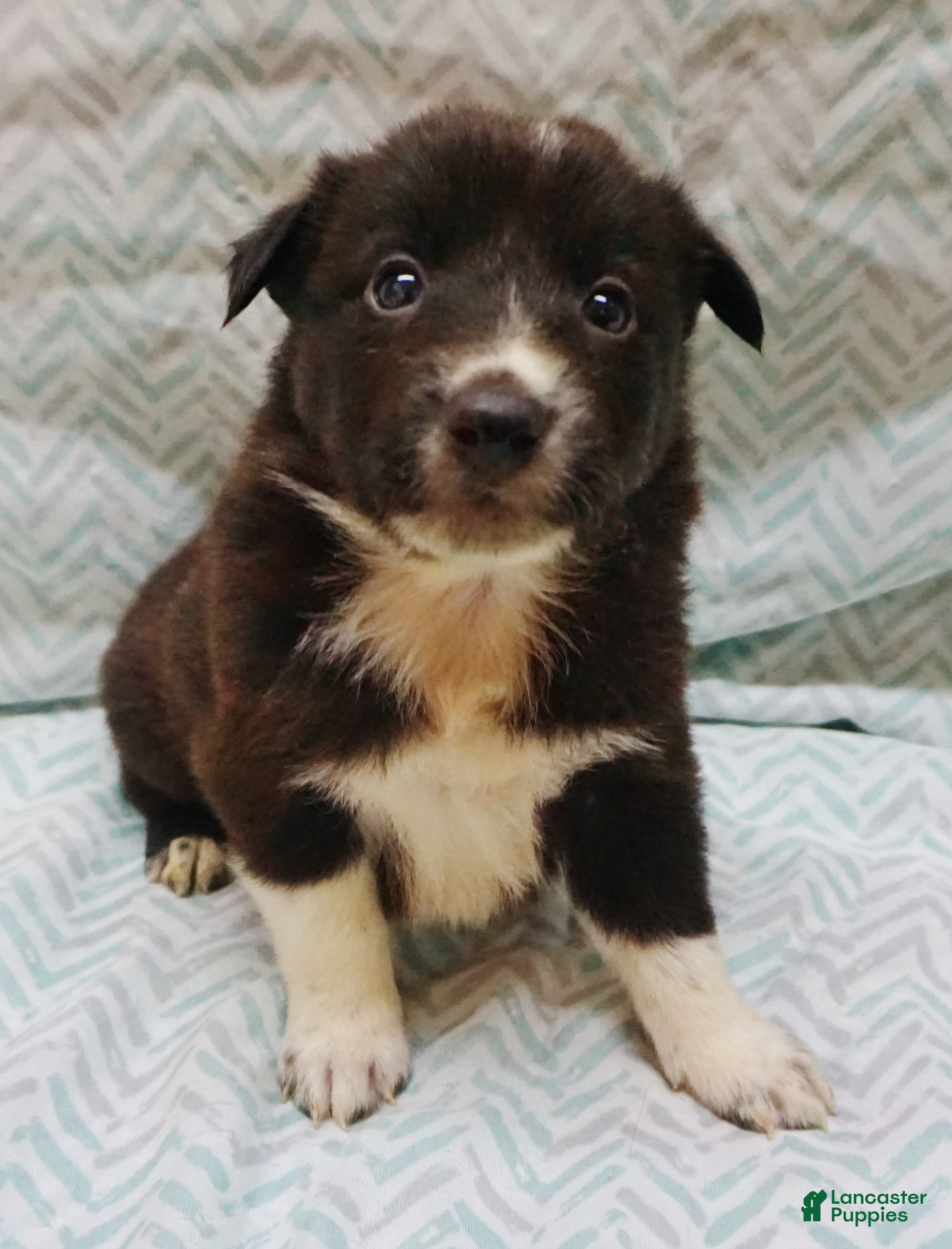 Border Collie dogs Cannon - Ad 14