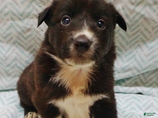 Border Collie dogs Cannon - Ad 6