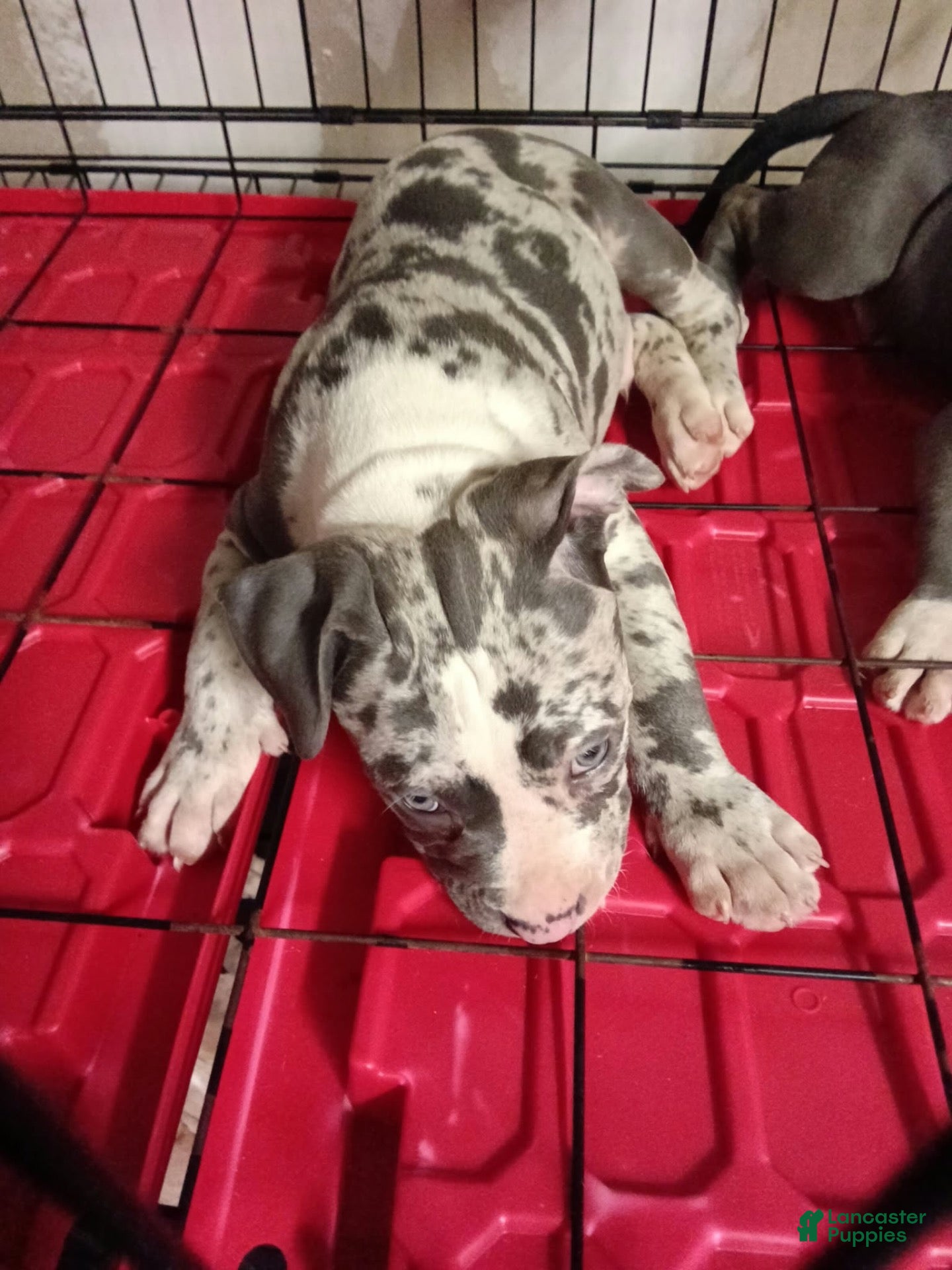 American Pit Bull Terrier (American Pit Bull Terrier, Male) in Charlotte, NC