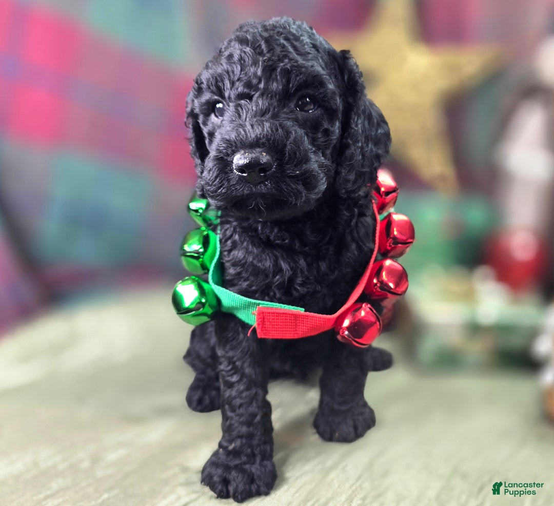 Cockapoo dogs for sale: Foggy - Ad 20