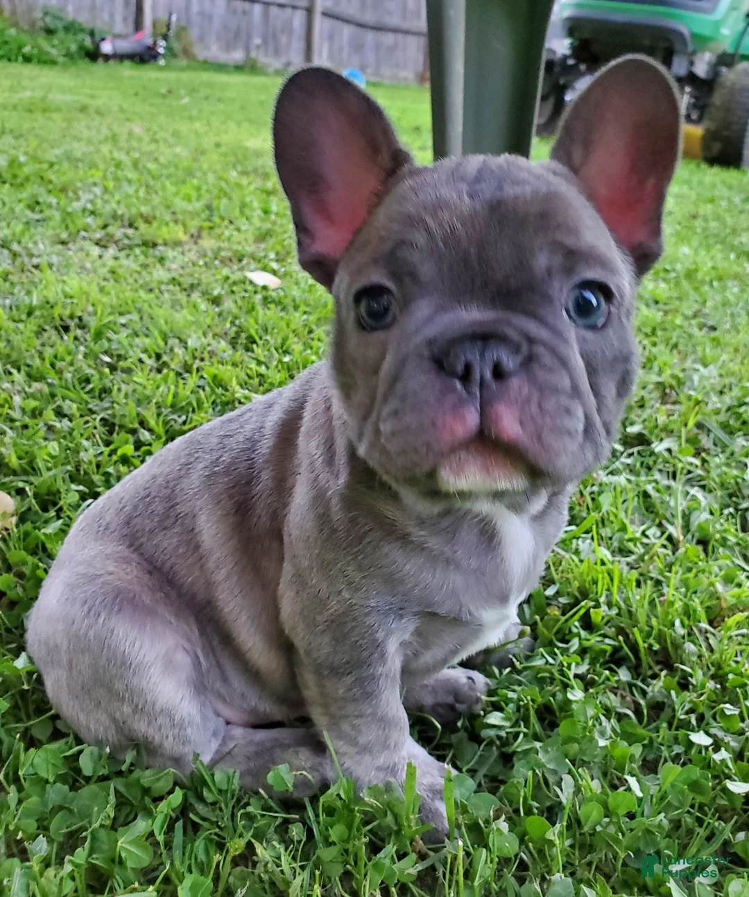 French Bulldog dogs for sale: Milo - Ad 1