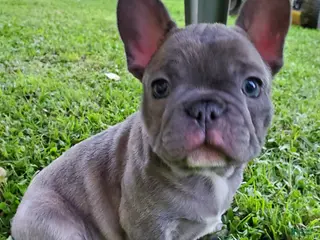 French Bulldog dogs for sale: Milo - Ad 2