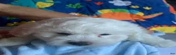 Maltipoo dogs for sale: Maltipoo Puppy 2 - Ad 3