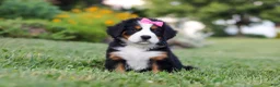 Bernese Mountain Dog dogs for sale: Heidi - Ad 4