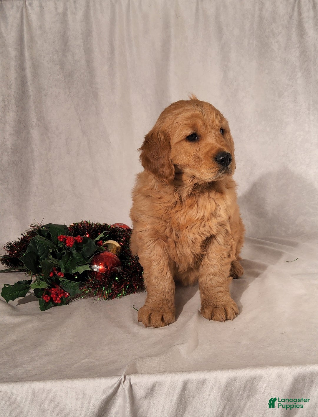 Goldendoodle dogs for sale: Betsy - Ad 10
