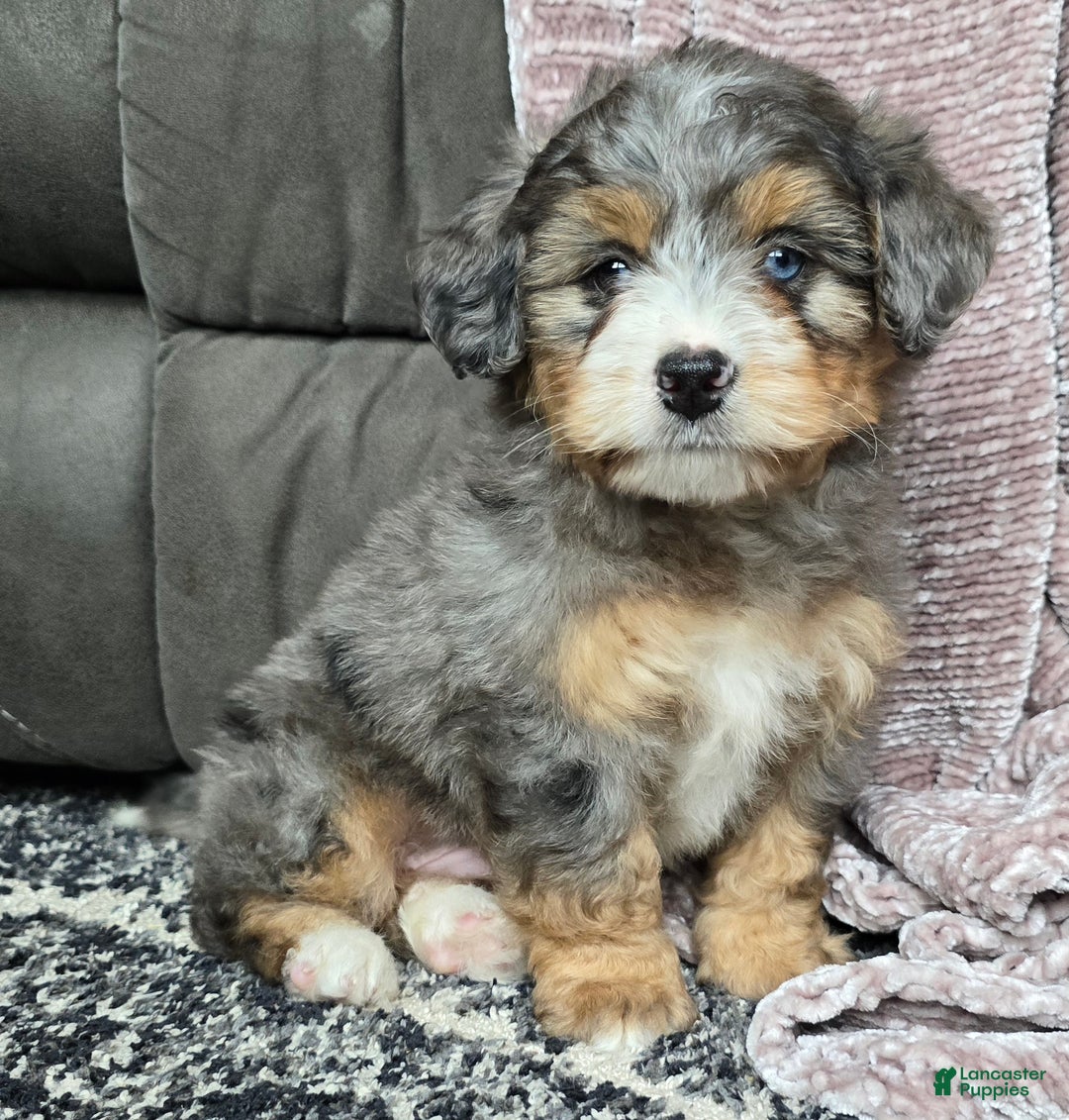Mini Bernedoodle dogs for sale: Mini Watts - Ad 42