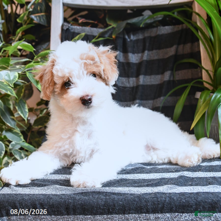 Bichpoo dogs Blossom - Ad 2