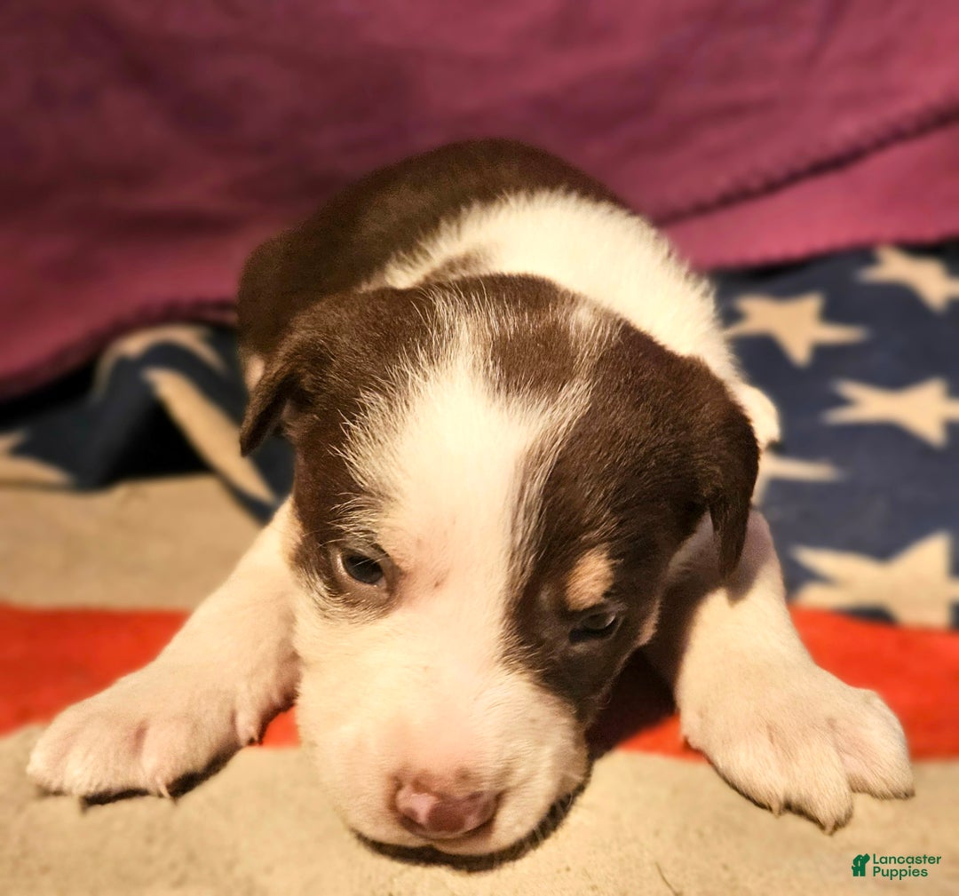Border Collie dogs for sale: CeeCee - Ad 10