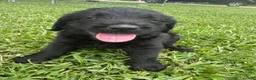 Labradoodle dogs for sale: Millie - Ad 3
