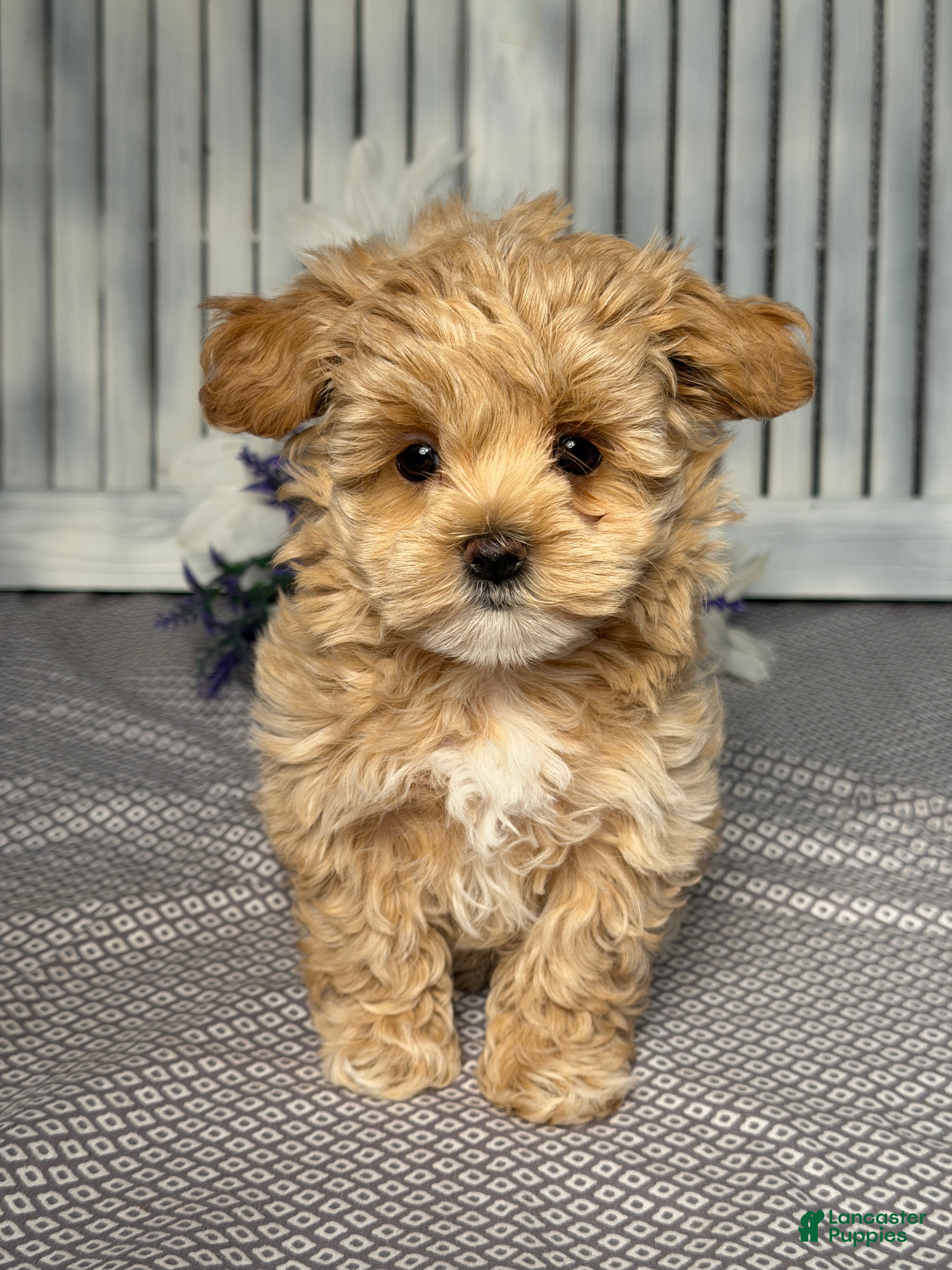 Maltipoo dogs Jill - Ad 1