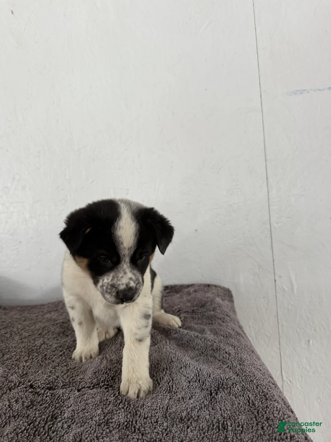 Mixed Breed dogs for sale: Oreo - Ad 3