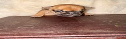 French Bulldog dogs for sale: French Bulldog Puppy 3 - Ad 3