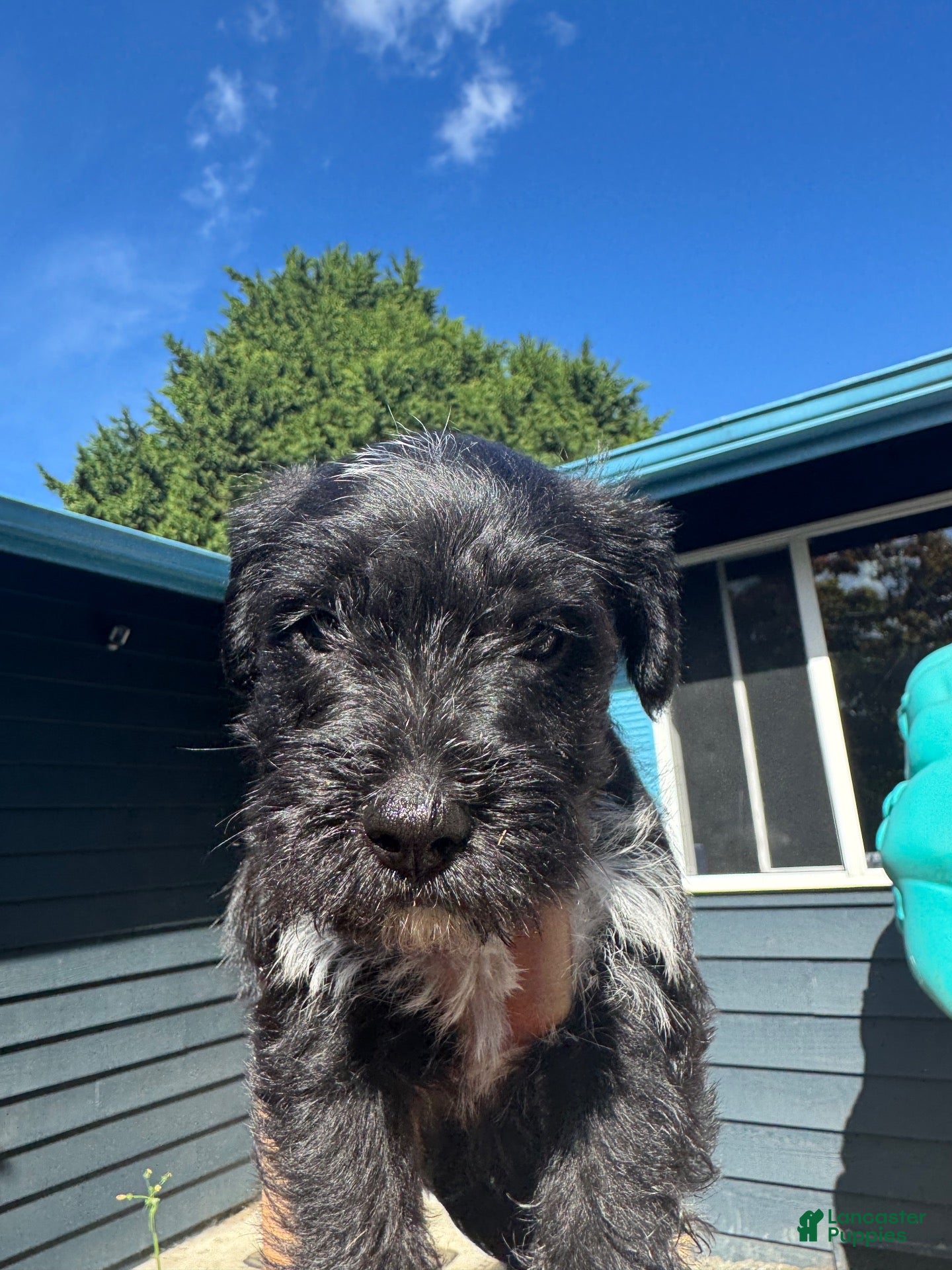 Schnoodle dogs Schnoodle 1 - Ad 41