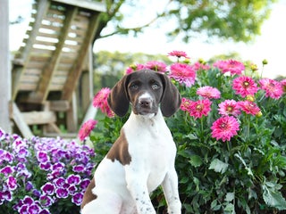German Shorthaired Pointer dogs - Ad 35