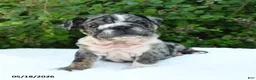 English Bulldog dogs for sale: Sage - Ad 1