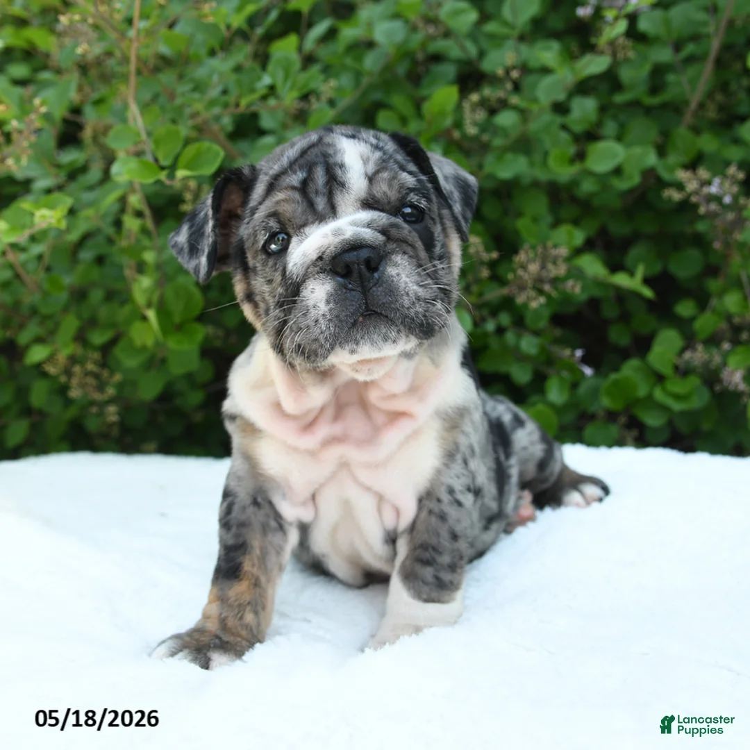 English Bulldog dogs for sale: Sage - Ad 1