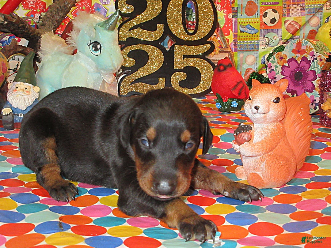 Doberman Pinscher dogs for sale: Doberman Pinscher Puppy 2 - Ad 3