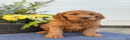 Goldendoodle dogs for sale: Tasha - Ad 4