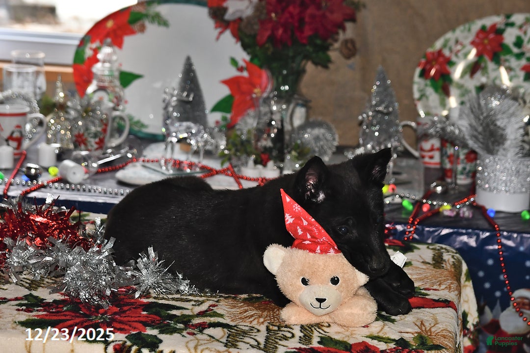 Belgian Malinois dogs for sale: Zeus - Ad 9