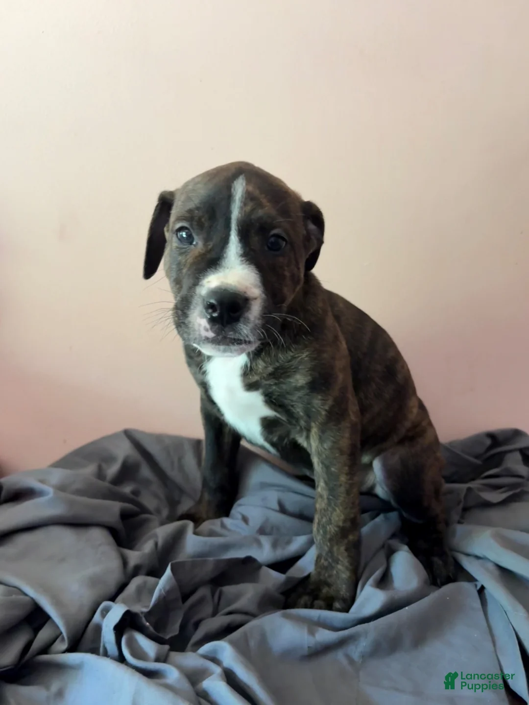 Mixed Breed dogs for sale: Blu - Ad 2
