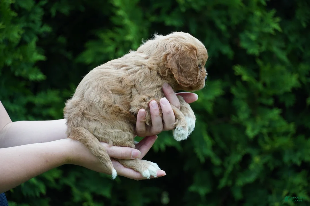 Cavachon dogs for sale: Dahlia - Ad 2