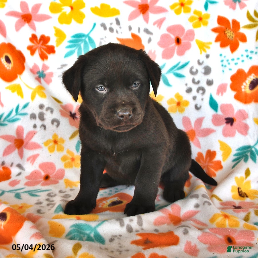 Labrador Retriever dogs Tulip - Ad 1