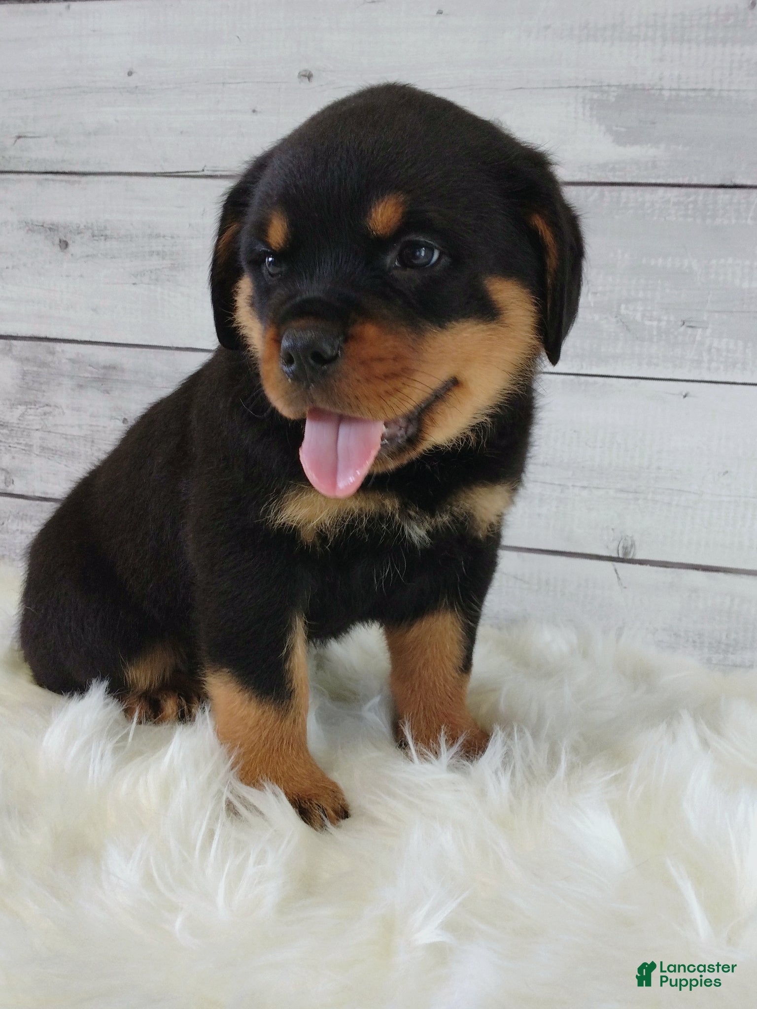 Rottweiler dogs Rico - Ad 1